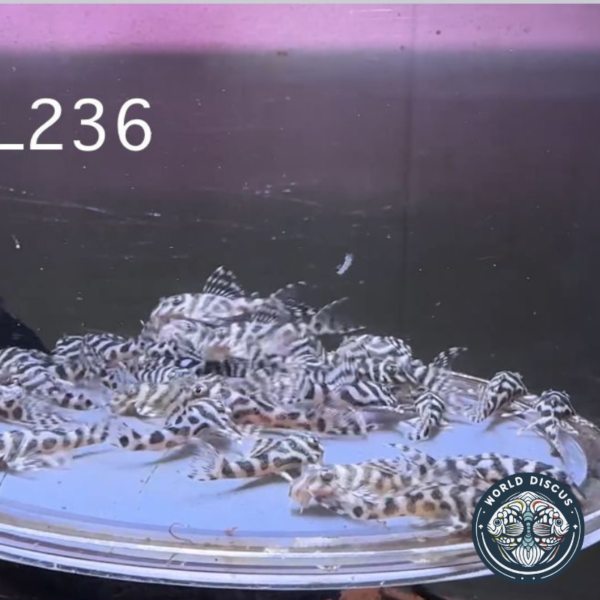 Vista cercana del L236 Pleco, mostrando detalles de su cuerpo con un llamativo patrón en blanco y negro mientras nada en un acuario comunitario.