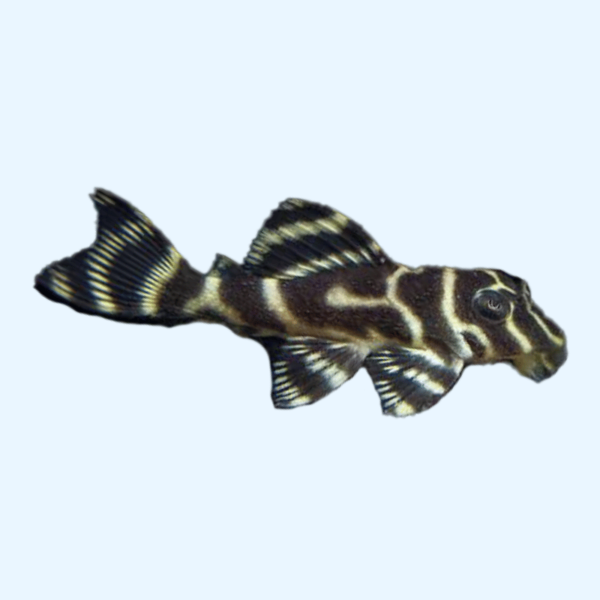 Portada del pez L333 Pleco, mostrando un patrón de rayas negras y doradas, nadando en el fondo de un acuario.