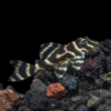 Pez L333 Pleco con un distintivo patrón de rayas negras y doradas, descansando sobre una roca en el fondo del acuario.