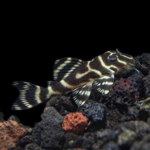 Pez L333 Pleco con un distintivo patrón de rayas negras y doradas, descansando sobre una roca en el fondo del acuario.