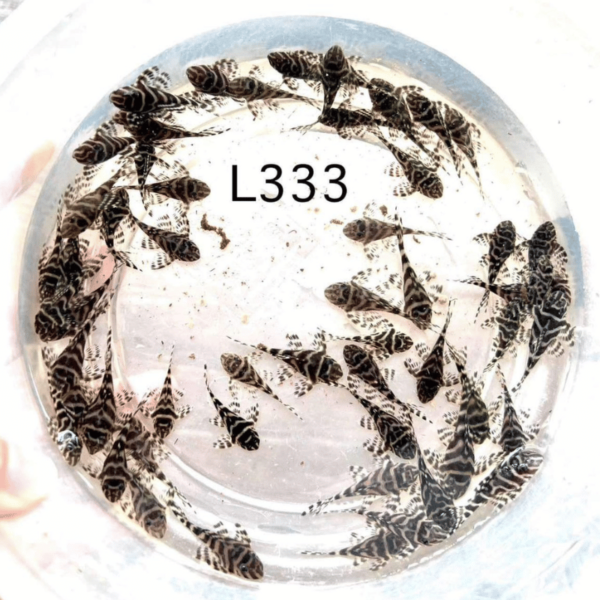 Vista lateral del pez L333 Pleco, destacando su diseño de rayas contrastantes mientras nada cerca del sustrato en un acuario iluminado.