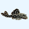 Portada del pez L471 Pleco, mostrando su cuerpo oscuro y patrón de puntos sutiles, nadando en el fondo del acuario.