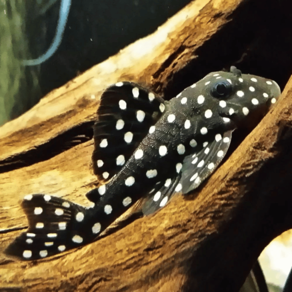 Pez L471 Pleco descansando sobre una roca en el fondo del acuario, mostrando su cuerpo oscuro y su distintivo patrón moteado.