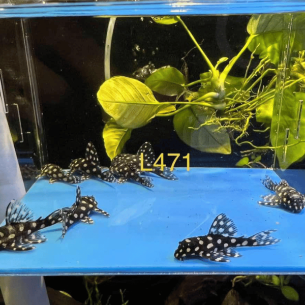 Vista lateral del L471 Pleco, con un cuerpo compacto y moteado, nadando cerca del sustrato en un acuario de agua dulce.