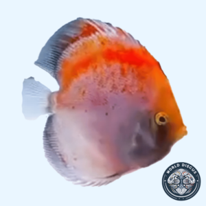 Disco - Red Calico