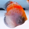 Pez Red Calico Discus con un patrón multicolor de rojos, naranjas y blancos sólidos, nadando en un acuario iluminado.
