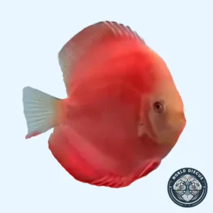 Pez Red Golden Diamond Discus visto de perfil, mostrando un color rojo vibrante y reflejos dorados bajo la luz del acuario.