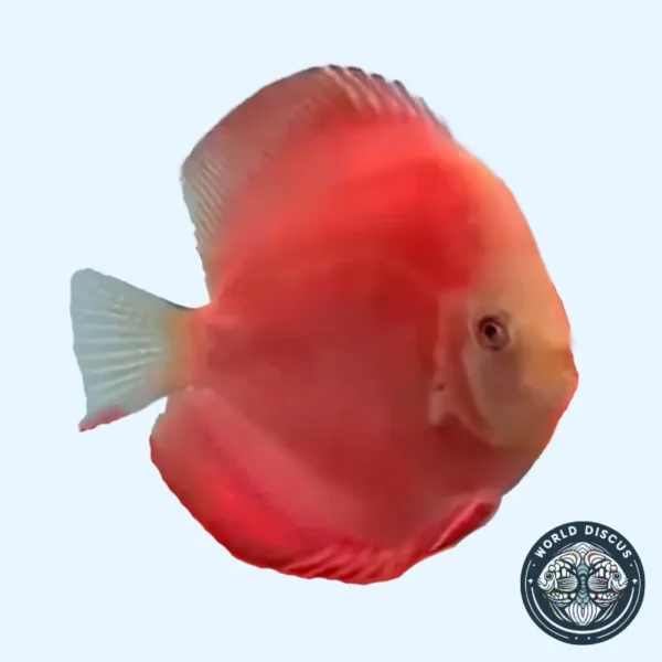 Pez Red Golden Diamond Discus visto de perfil, mostrando un color rojo vibrante y reflejos dorados bajo la luz del acuario.