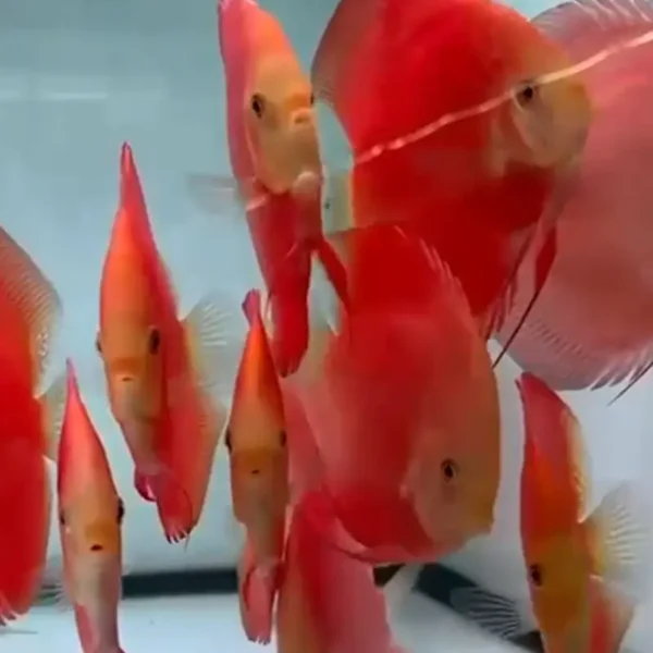 Pez Red Golden Diamond Discus visto de perfil, mostrando un color rojo vibrante y reflejos dorados bajo la luz del acuario.