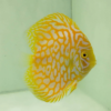 Pez Yellow Jaguar Discus nadando en un acuario, mostrando su color amarillo brillante y manchas blancas distintivas y patrón de mármol.