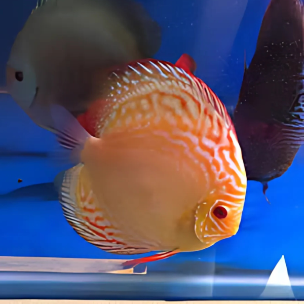 Primer plano del Disco Albino Alenquer, resaltando su distintivo patrón en tonos amarillos y su intenso color rojo en los ojos.