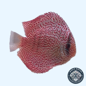 Portada del Disco King Viper, mostrando su patrón de grecas rojas sobre un fondo claro mientras nada en un acuario.