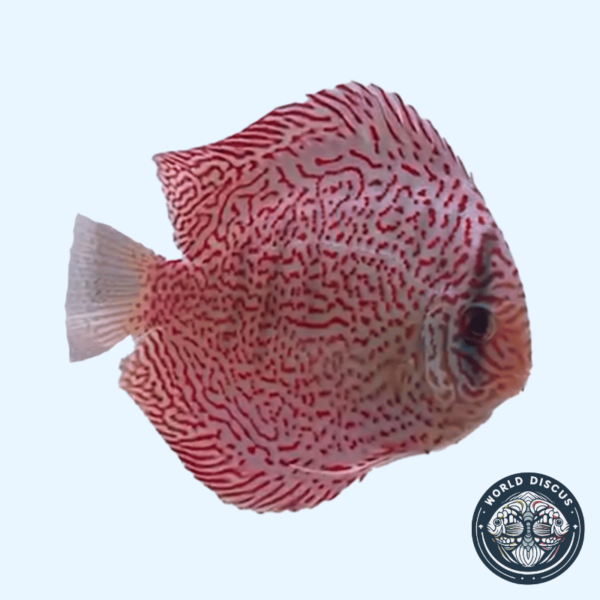 Portada del Disco King Viper, mostrando su patrón de grecas rojas sobre un fondo claro mientras nada en un acuario.