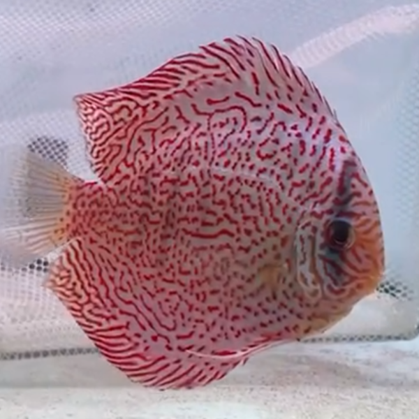 Primer plano del Disco King Viper, resaltando los detalles de sus grecas rojas intrincadas y su cuerpo de tono blanco perlado.