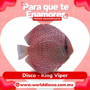 Disco - King Viper
