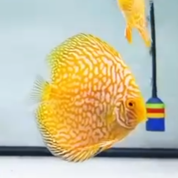 Primer plano del Disco Yellow Checkerboard, resaltando sus intrincadas grecas blancas sobre un fondo amarillo intenso.