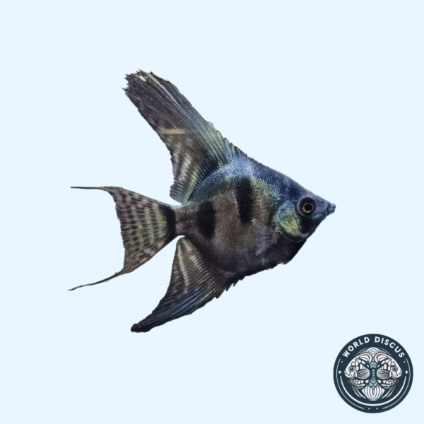 Portada del Escalar Avatar, mostrando su cuerpo con reflejos azul metálico y sus distintivas franjas oscuras mientras nada en un acuario plantado.