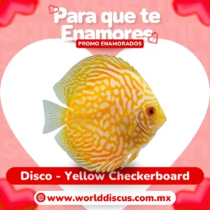 Disco - Yellow Checkerboard