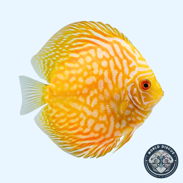 Portada del Disco Yellow Checkerboard, mostrando su brillante color amarillo con un patrón de grecas blancas mientras nada en un acuario.