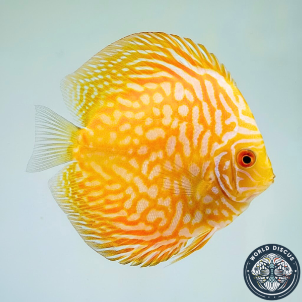 Primer plano del Disco Yellow Checkerboard, resaltando sus intrincadas grecas blancas sobre un fondo amarillo intenso.