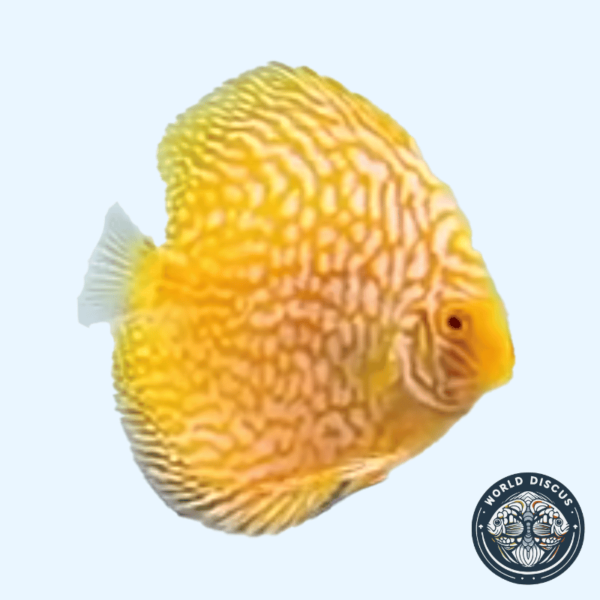 Portada del Disco Yellow Checkerboard, mostrando su brillante color amarillo con un patrón de grecas blancas mientras nada en un acuario.