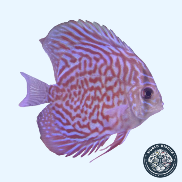 Portada del Disco Red Turquoise, mostrando su impresionante patrón de grecas rojas y azules con un brillo iridiscente.