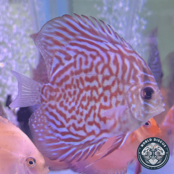 Primer plano del Disco Red Turquoise, resaltando los detalles de su patrón exótico y la intensidad de sus colores bajo la luz del acuario.