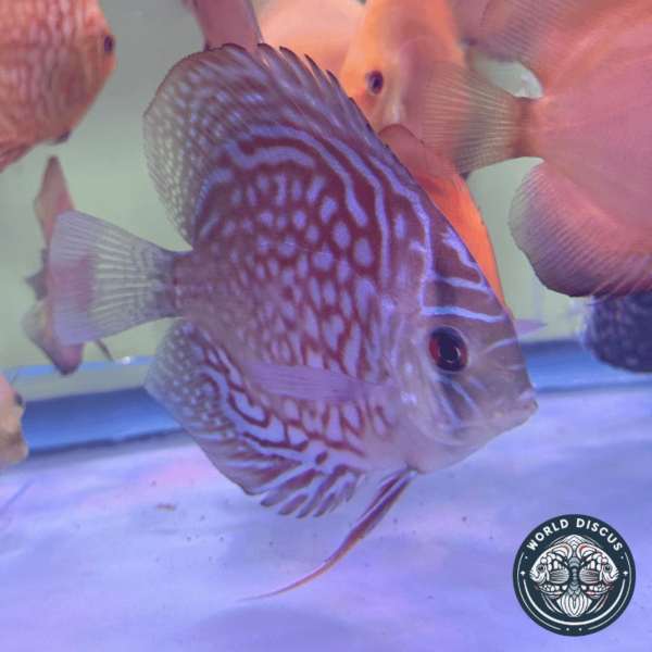 El Disco Red Turquoise nadando en un acuario comunitario, mostrando su comportamiento tranquilo y su combinación de colores llamativos.