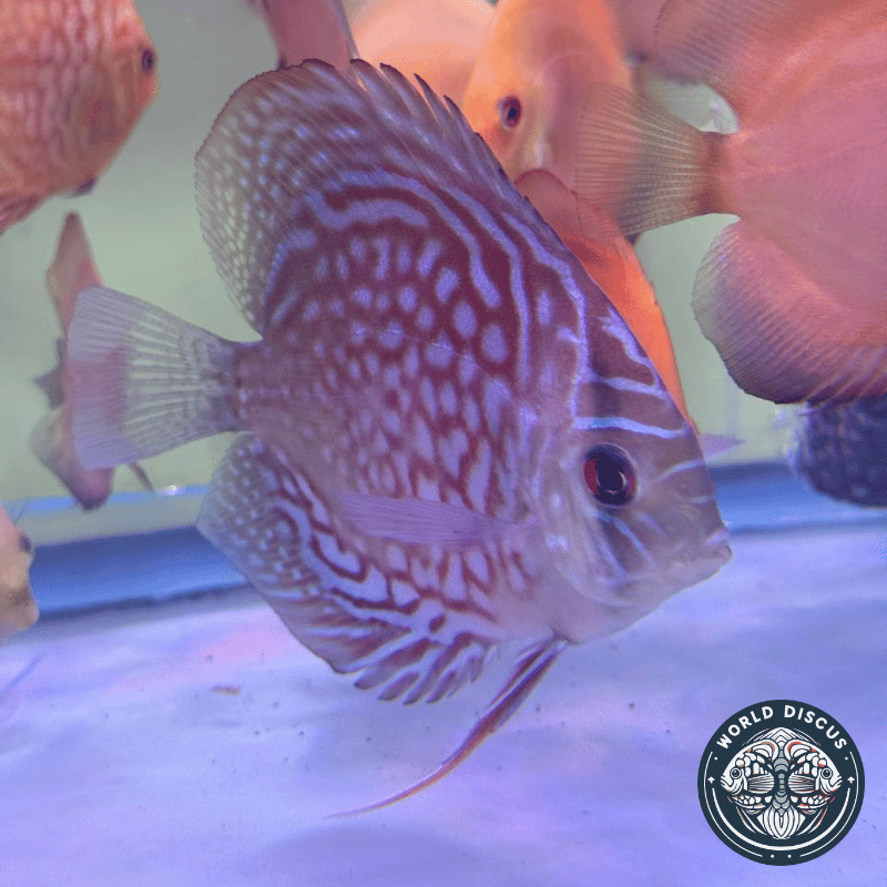 El Disco Red Turquoise nadando en un acuario comunitario, mostrando su comportamiento tranquilo y su combinación de colores llamativos.