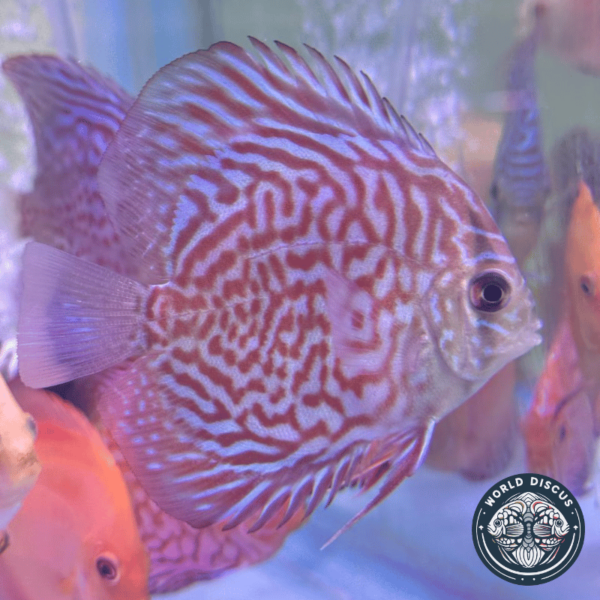 El Disco Red Turquoise nadando en un acuario comunitario, mostrando su comportamiento tranquilo y su combinación de colores llamativos.