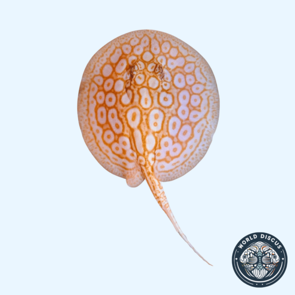 Portada de la Raya Albino Pearl M9, mostrando su color perlado y patrones distintivos mientras nada en un acuario.