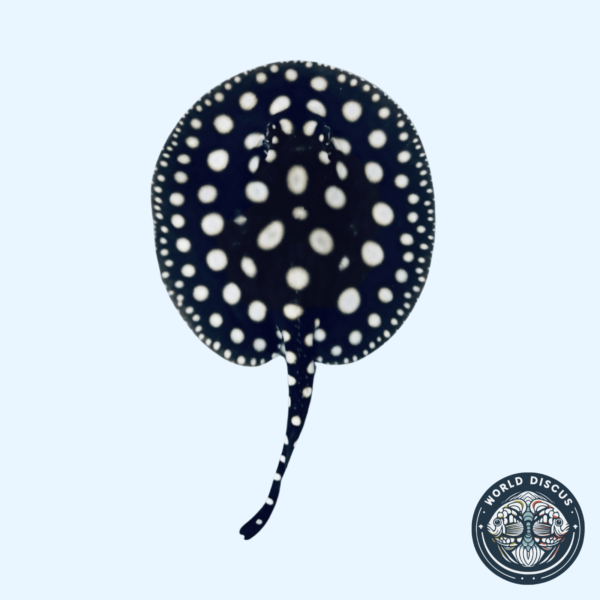 Portada de la Raya Black Diamond M2, mostrando su impactante patrón negro con puntos blancos mientras nada en un acuario.