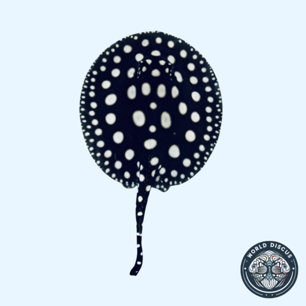 Portada de la Raya Black Diamond M3, mostrando su llamativo patrón negro con puntos blancos brillantes mientras nada en un acuario.