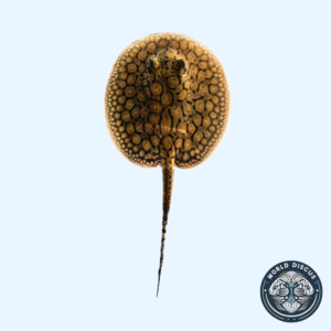 Portada de la Raya Motoro Híbrida F2, mostrando su patrón moteado y su silueta elegante mientras nada en un acuario.
