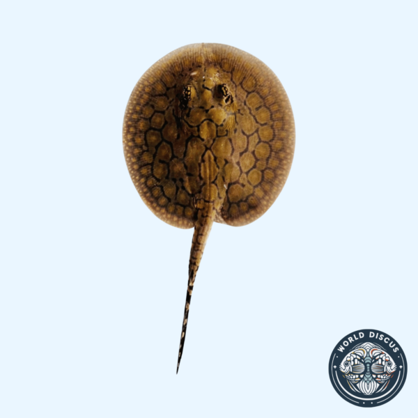Portada de la Raya Motoro Híbrida M1, mostrando su característico patrón moteado mientras nada en un acuario.