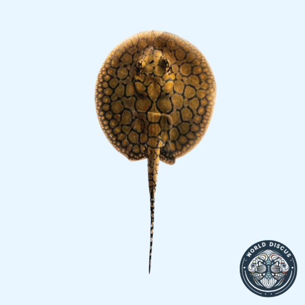 Portada de la Raya Motoro Híbrida M2, mostrando su característico patrón moteado mientras nada en un acuario.