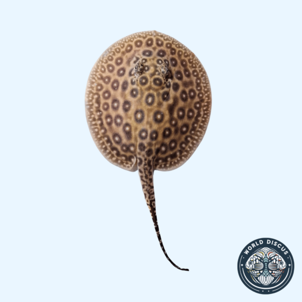 Portada de la Raya Pearl Ray F9, mostrando su elegante patrón perlado mientras nada en un acuario.