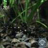 Pleco L201 nadando en el fondo del acuario, mostrando su comportamiento tranquilo y su capacidad de limpieza.