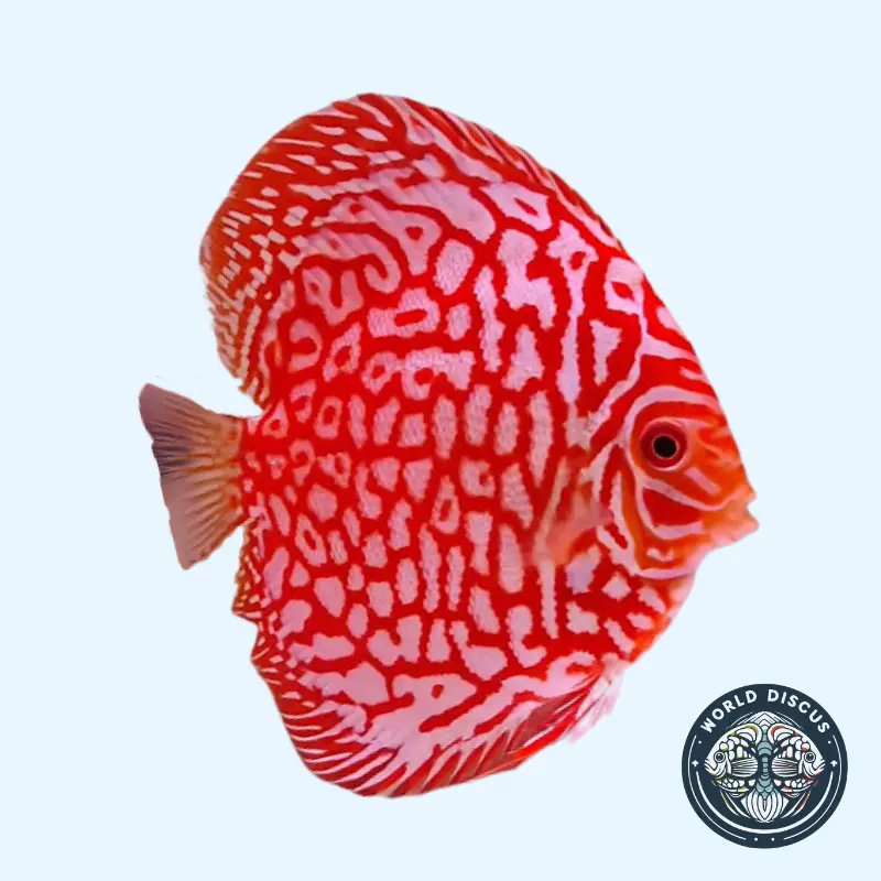 Disco - Red Polkadot