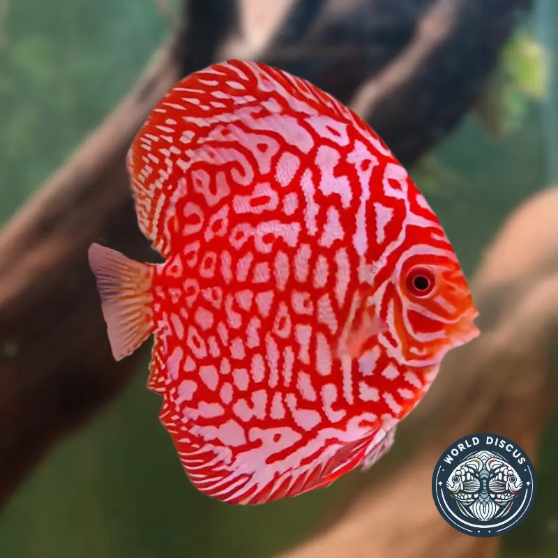 Disco - Red Polkadot - Image 2