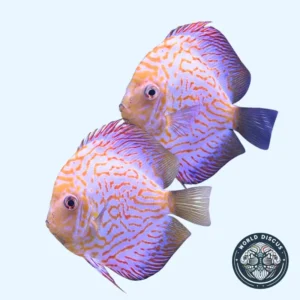 Disco - Pigeon (Pareja)