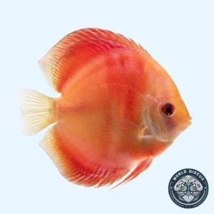 Disco - Albino Red Diamond