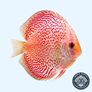 Disco - Snow Eruption