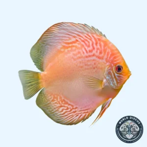 Disco - Albino Scorpion