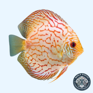 Disco - Pigeon Blood