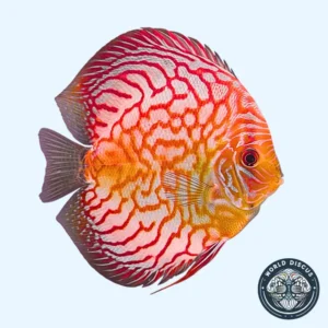 Disco - Red Checkerboard High Body