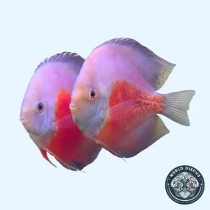 Disco - Red White (Pareja)