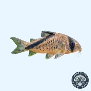 Corydora - Bandit