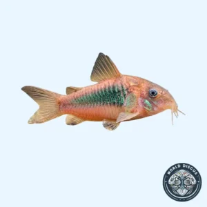 Corydora - Bronze