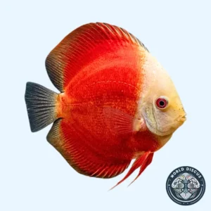 Disco - Red Rose Sunmera